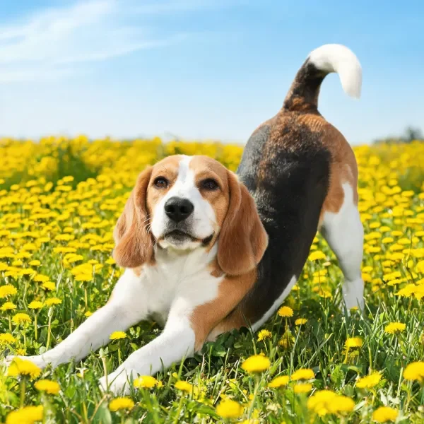 比格犬在黄花田间伸展，其三色皮毛与黄色野花形成鲜明对比，前爪轻触花朵。