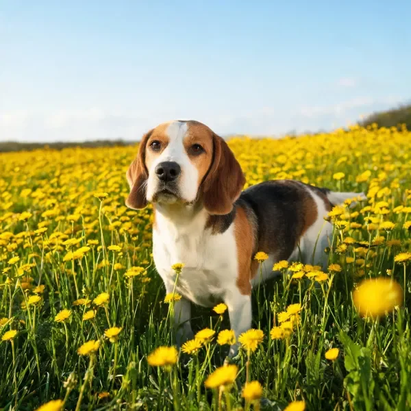 比格犬安静站立在满是黄色野花的草地上,三色皮毛与花朵形成鲜明对比。