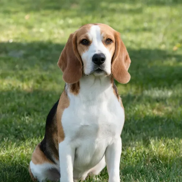 一只在草地上安静坐立的比格犬，展现出其标志性的三色毛发和典型姿态。