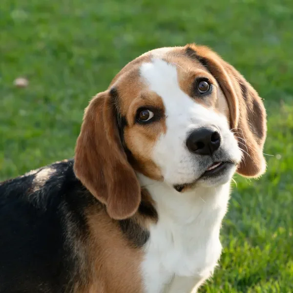 巴吉度猎犬眼神专注,黑白棕相间的皮毛在阳光下清晰可见,面部特征鲜明。