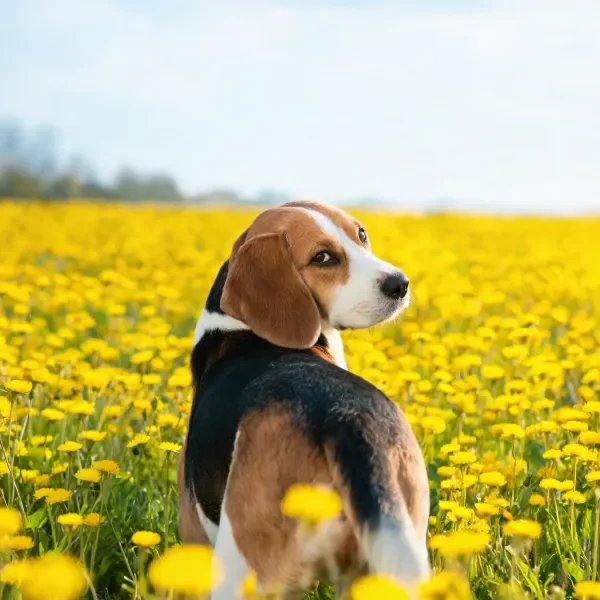 一只比格犬站在黄色花田中,它棕白相间的皮毛与明亮的花朵形成鲜明对比。