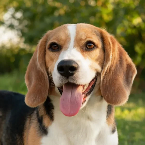 比格犬张开嘴巴露出湿润的粉色舌头,毛发柔顺有光泽。