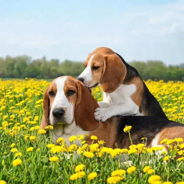 阳光下巴吉度猎犬花田互动场景