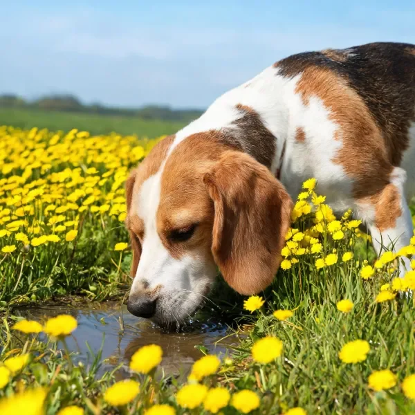黄花花田巴吉度猎犬饮水场景