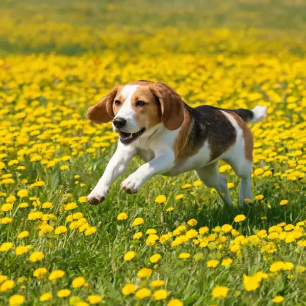 比格犬在黄花草地上奔跑，棕白黑相间的皮毛与黄色花朵形成鲜明对比，耳朵随动作摆动。