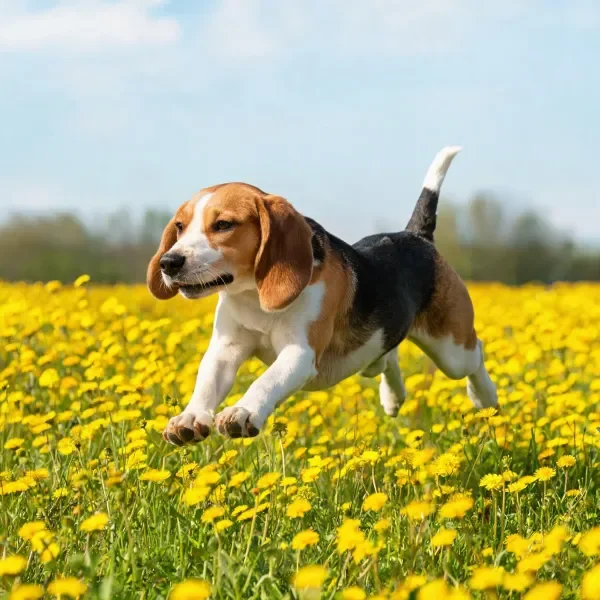 巴吉度猎犬在黄色花田中奔跑，三色皮毛清晰，前爪向前伸展。
