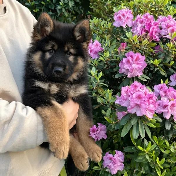 抱起德国牧羊犬幼崽于花丛前