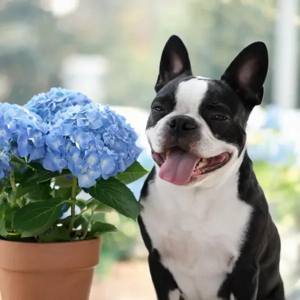 波士顿梗犬面带微笑,粉红色舌头伸出,身旁是蓝色的绣球花,毛发干净整洁。
