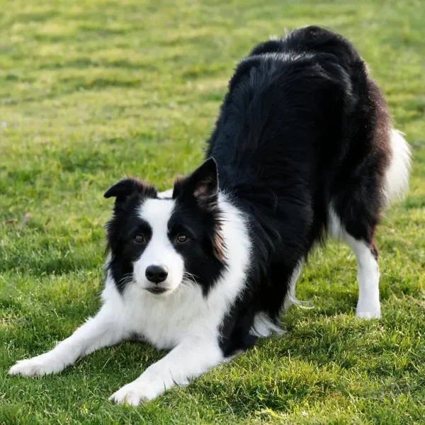 边境牧羊犬草地伸展姿态捕捉