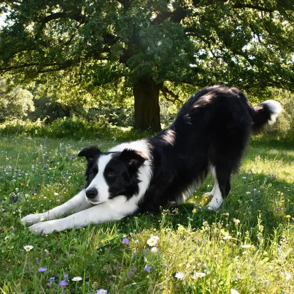 边境牧羊犬黑白相间的毛发在阳光下显得十分清晰,呈伸展姿态趴在草地上。