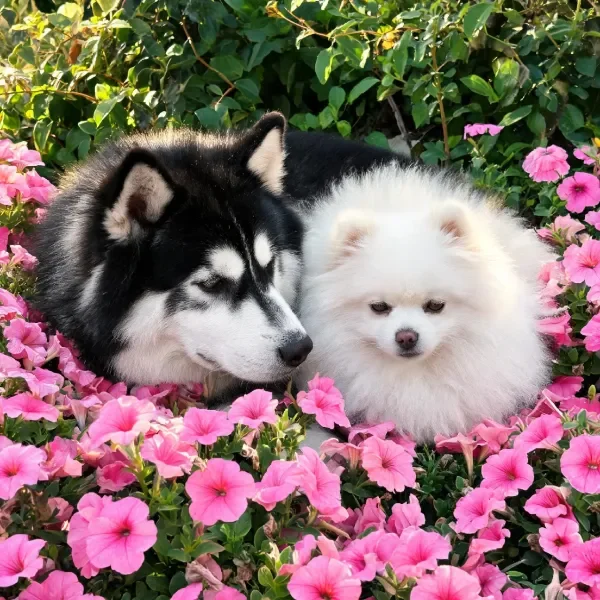 阿拉斯加雪橇犬与博美犬依偈在一起，阿拉斯加雪橇犬黑白毛发分明，博美犬白色蓬松毛发清晰可见。
