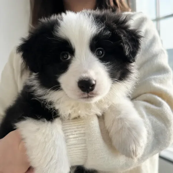 黑白相间的边界牧羊犬幼崽,有着蓬松柔软的毛发和清澈的眼睛。