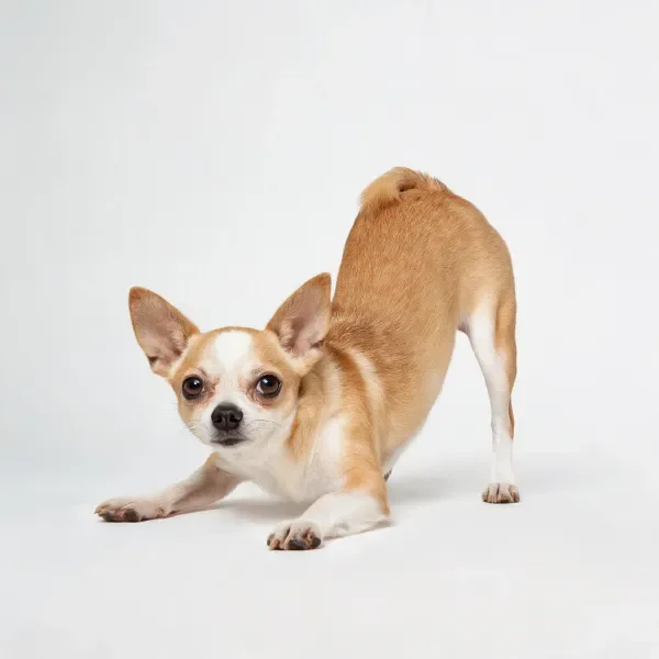 一只吉娃娃犬在白色背景下做出拉伸动作，前爪向前伸展，耳朵竖立。