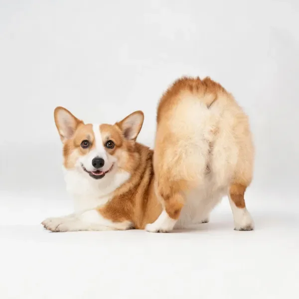 一只柯基犬,毛发短而蓬松,棕白相间,处于放松姿态,身体前半部分朝向镜头,后半身转向后方。