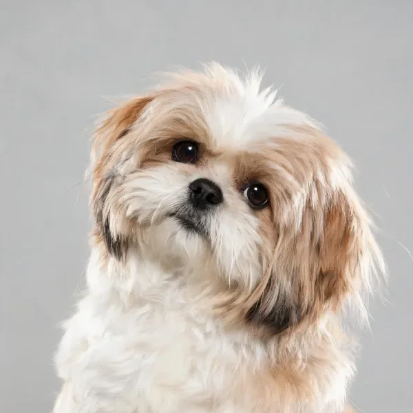 西施犬有着蓬松的白色和浅棕色毛发，黑色鼻头与明亮眼睛清晰可见。