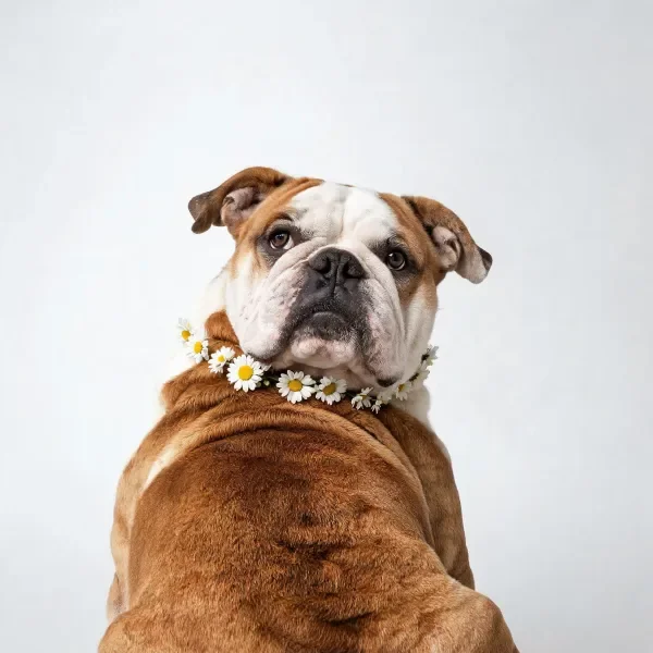 静态捕捉英国斗牛犬戴雏菊项圈的画面