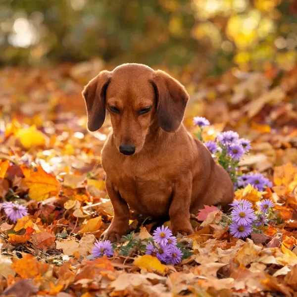 一只小型腊肠犬低头注视着身旁的紫色小花,棕红色短毛清晰可见。