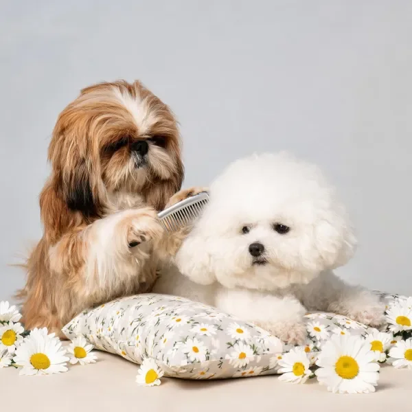 长毛西施犬给比熊犬梳理毛发场景