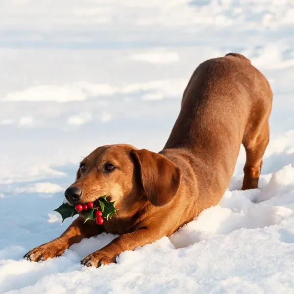 深棕色腊肠犬嘴里衔着带红色浆果的冬青枝叶,在雪地上伸展前行。
