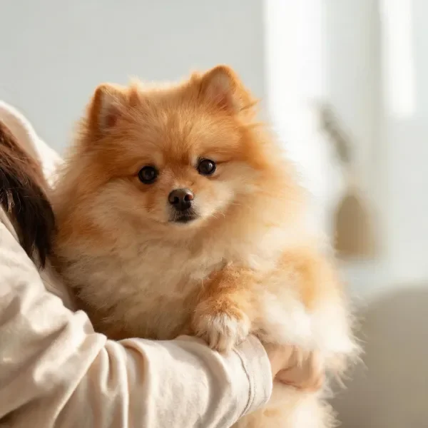 博美犬有着柔软蓬松的金棕色毛发,眼神专注地看向镜头。