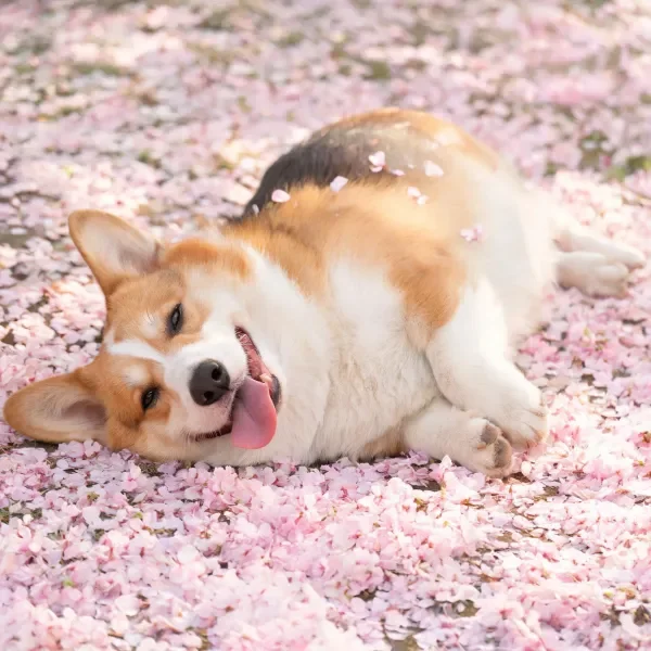 柯基犬嘴巴张开露舌,身上附着樱花花瓣,呈现躺卧姿态。