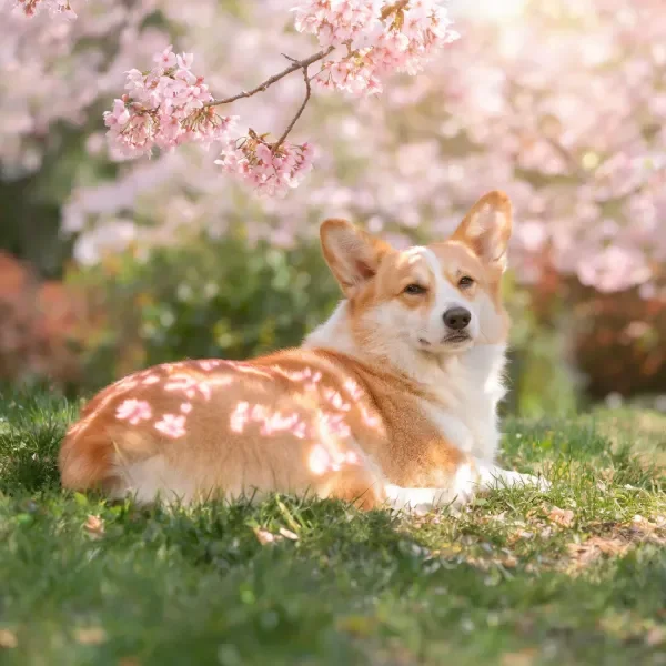 柯基犬安静趴卧在草地上,阳光透过樱花洒在棕白相间的短毛上。