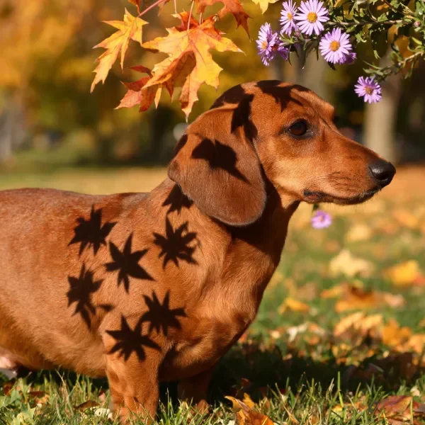 腊肠犬的皮毛上清晰投射着枫叶与菊花的星光状光影图案。
