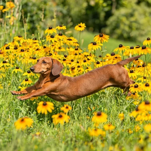 一只腊肠犬在花照耀下的花丛中跳跃，暖棕色短毛泛着光泽，四肢向前伸展姿态优雅。
