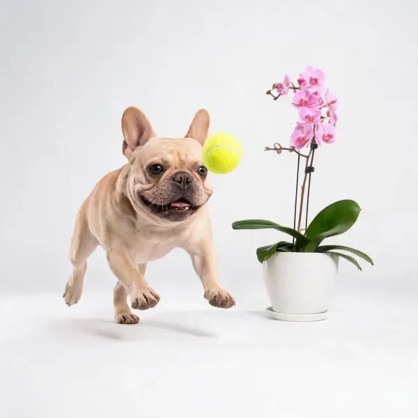 法国斗牛犬追逐追逐空中中的网球,浅棕色毛发毛,亮黄色网球形成鲜明对比,旁边是盛开的粉色蝴蝶兰。