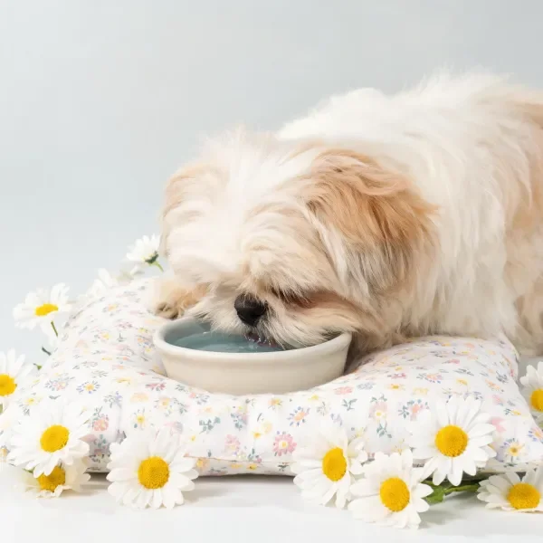西施犬低头饮用浅碗里的水，蓬松洁白的毛发贴在脸部附近。