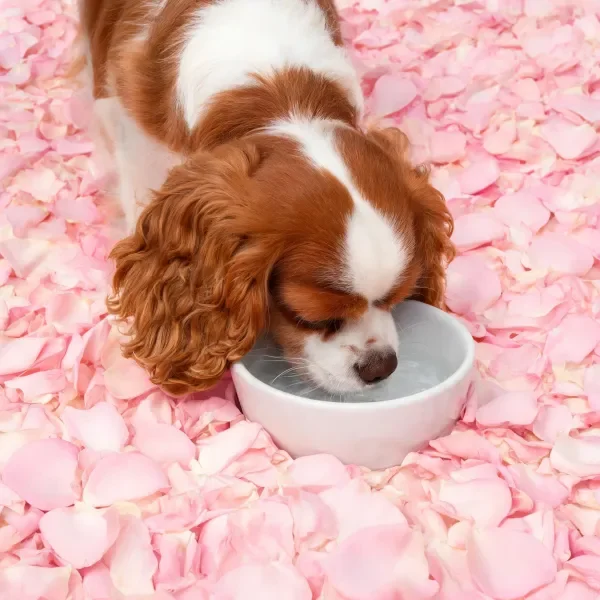 可卡犬低头饮用白色食盆中的液体，棕白相间的毛发，周围是粉色花瓣。
