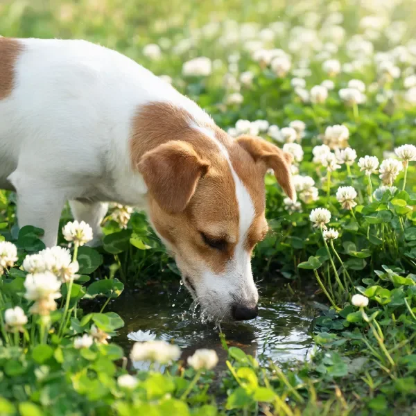 杰克罗素梗犬低头饮水,白色带棕色斑块的毛发湿润,嘴巴靠近水面有水滴。