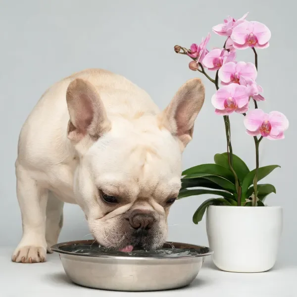 法国斗牛犬低头饮用食盆中的水，湿润的鼻子靠近水面，浅色毛发清晰可见。