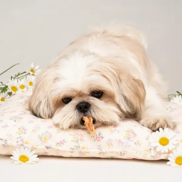 西施犬嘴里叼着食物趴在带花纹的软垫上,周围环绕着雏菊。