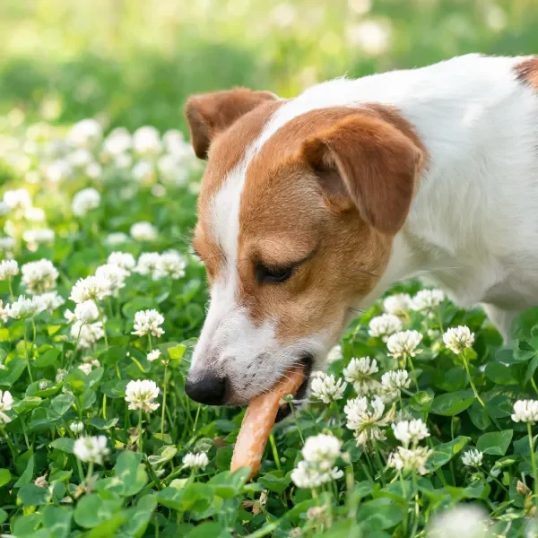 杰克罗素梗犬在花丛中进食特写