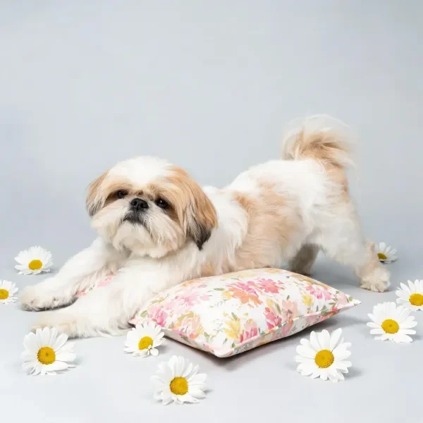 西施犬安静趴卧,身旁印印有花卉图案的枕头,周围分布着白色雏菊,毛发蓬松柔软。