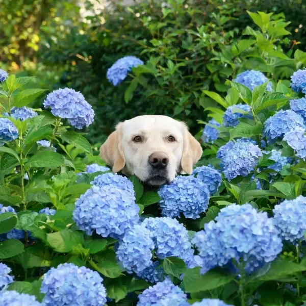 拉布拉多犬半身隐于蓝色绣球花丛中,浅黄色皮毛与蓝色花朵形成鲜明对比。