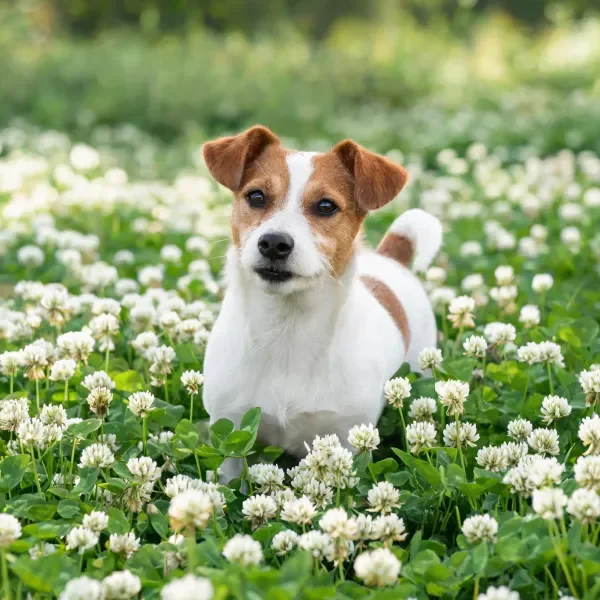 杰克罗素梗犬在白色花丛中站立姿态