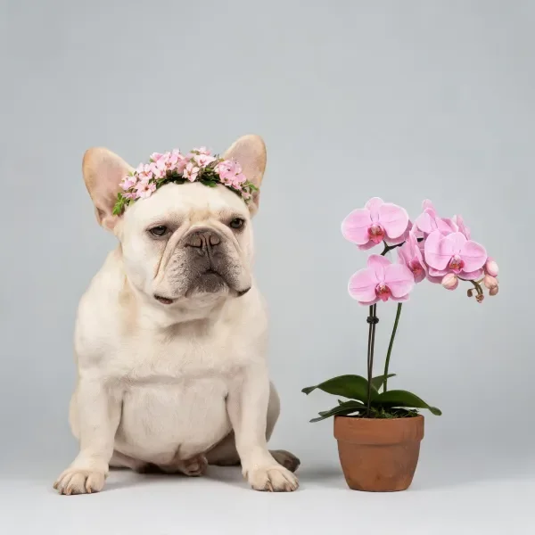 法国斗牛犬戴着粉色花冠安静坐着,身旁蝴蝶兰的花瓣饱满且颜色柔和。