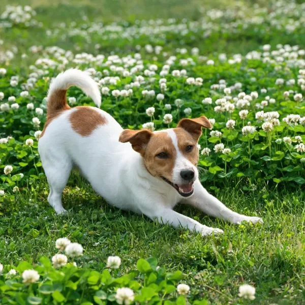 草地花丛中伸展的杰克罗素梗犬