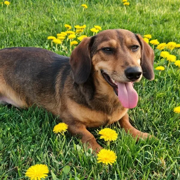 腊肠犬趴卧在黄花点缀的绿色草地上,舌头伸出,皮毛呈棕褐色。