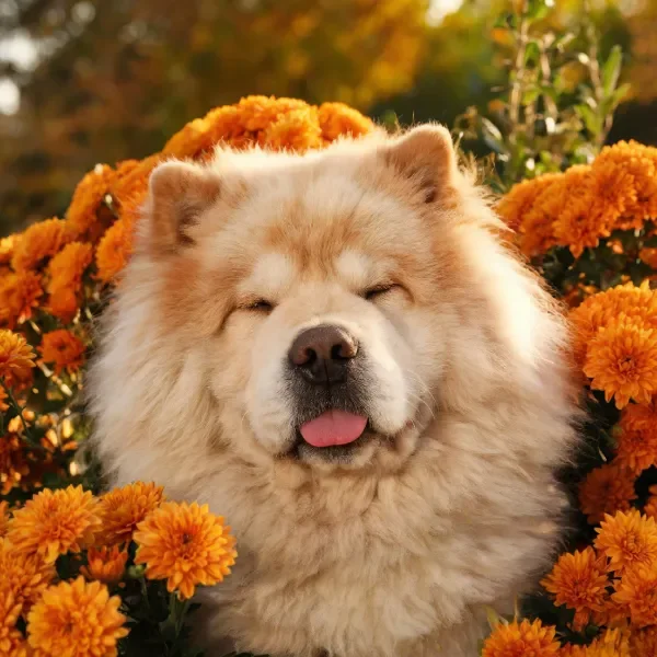 松狮犬闭眼舒展姿态,毛发蓬松柔软,周围是鲜艳的橙色菊花。