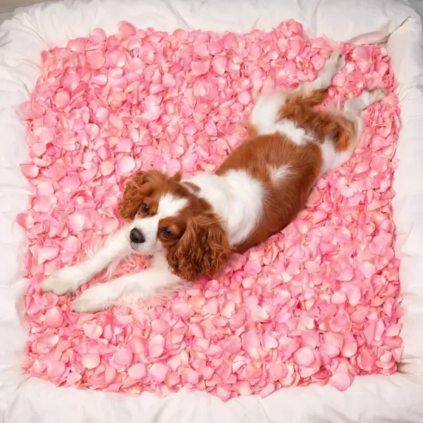 铠尔王查理王小猎犬舒展身体躺在一堆粉色花瓣上，棕白相间的毛发清晰可见。