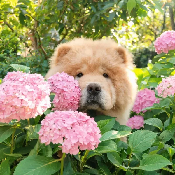 松狮犬将头部轻靠在粉色绣球花旁，浅棕色蓬松毛发清晰可见。