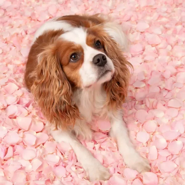 可卡犬安静地躺卧在粉色玫瑰花瓣上,棕白相间的毛发与花瓣形成鲜明对比。