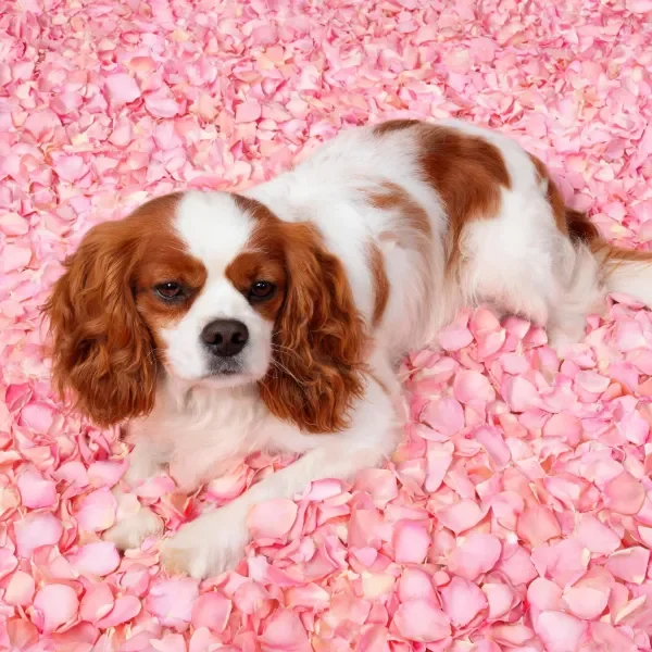 一只王查理王小猎犬安静地躺在粉色花瓣上,白色毛发与红色斑块清晰可见。