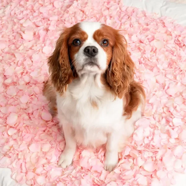 可卡犬安静地坐在粉色花瓣上，白色与棕色相间的毛发清晰可见。