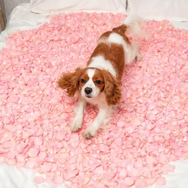 床铺上的可卡犬与粉色花瓣场景