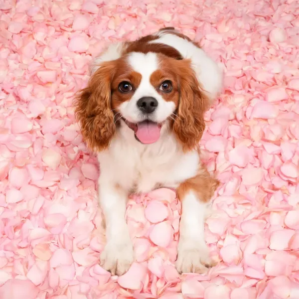 一只可卡犬,毛发洁白带棕色斑纹,正安静地坐在粉色花瓣上,前爪放置在花瓣表面。