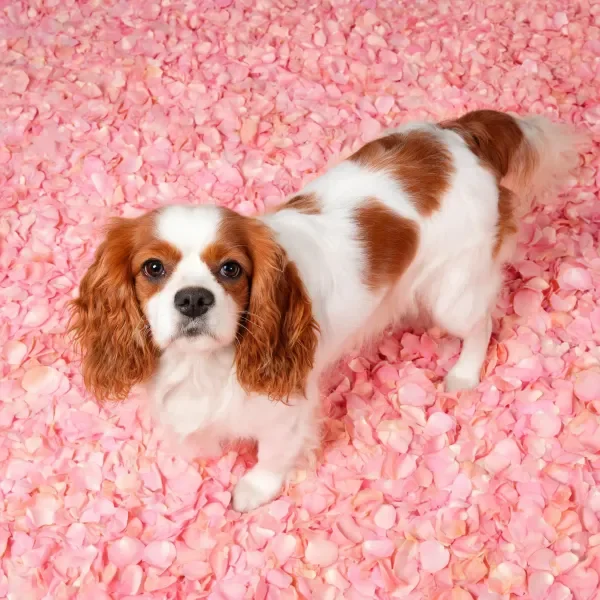 王查理王小猎犬站在粉色花瓣上，白色与棕色相间的毛发清晰可见。